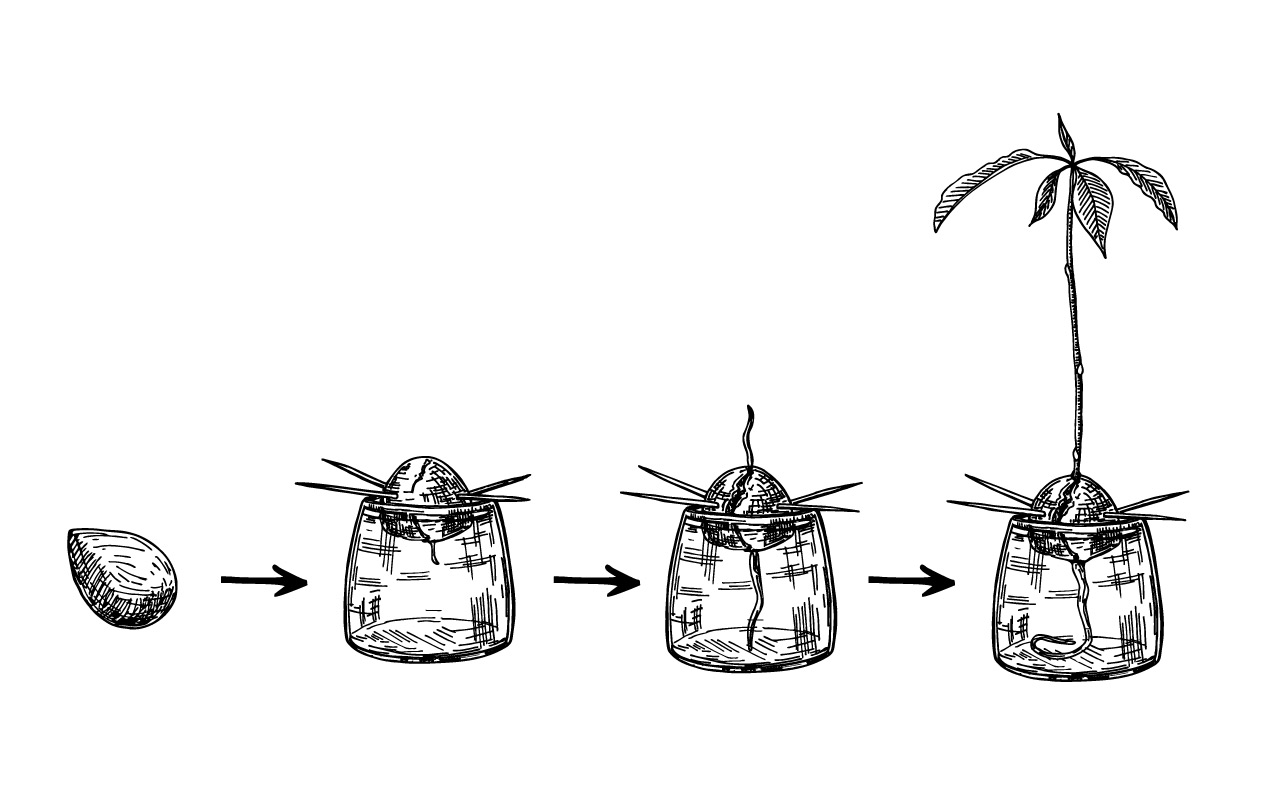 Science Image Plant Growing